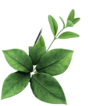 Leaves